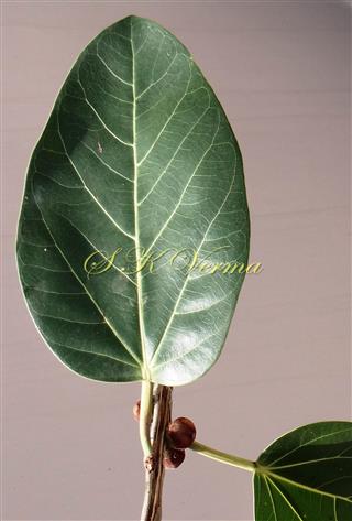  Leaf (Adaxial view)